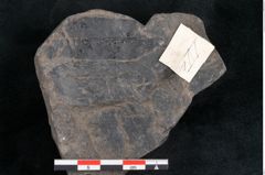 Foto (Detailansicht) von Quercus pachyphylla Ettingshausen (NHMW-GEO-2024-0188-10217)